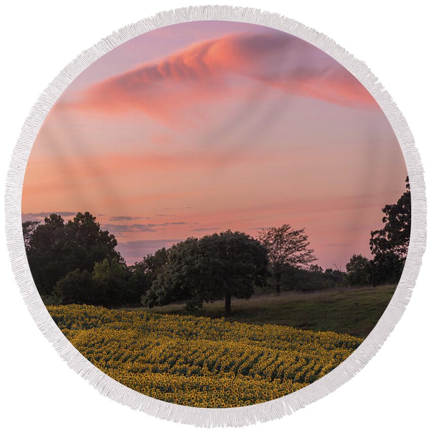Sunflower Round Beach Towel featuring the photograph Sunflowers in Pink #4 by Ryan Heffron