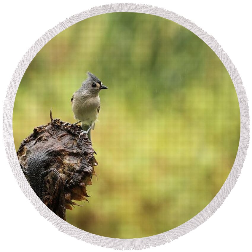 Aves Round Beach Towel featuring the photograph The Tufted Titmouse #2 by Heather Hubbard