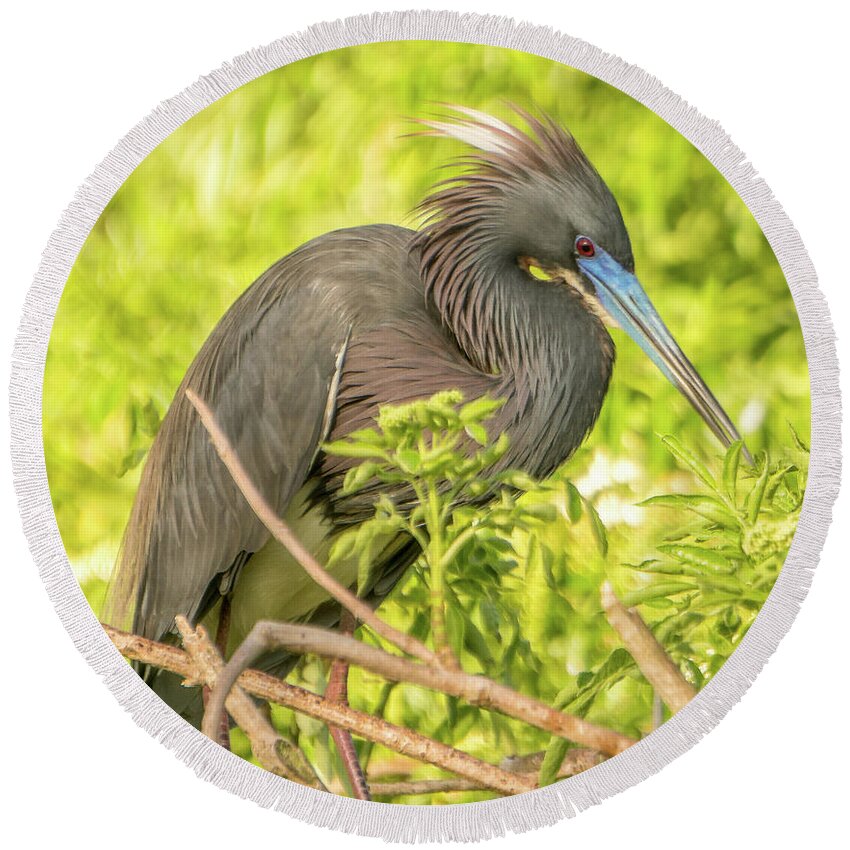 Florida Round Beach Towel featuring the photograph Tricolored Heron #2 by Jane Luxton
