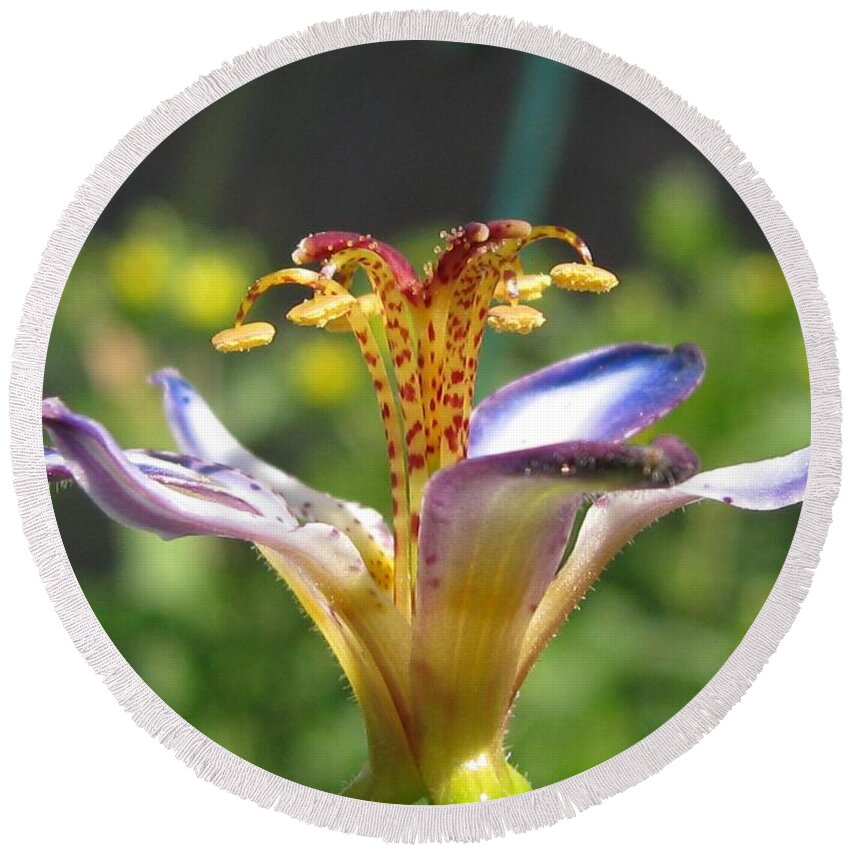 Tricyrtis Round Beach Towel featuring the photograph Tricyrtis named Taipei Silk #2 by J McCombie