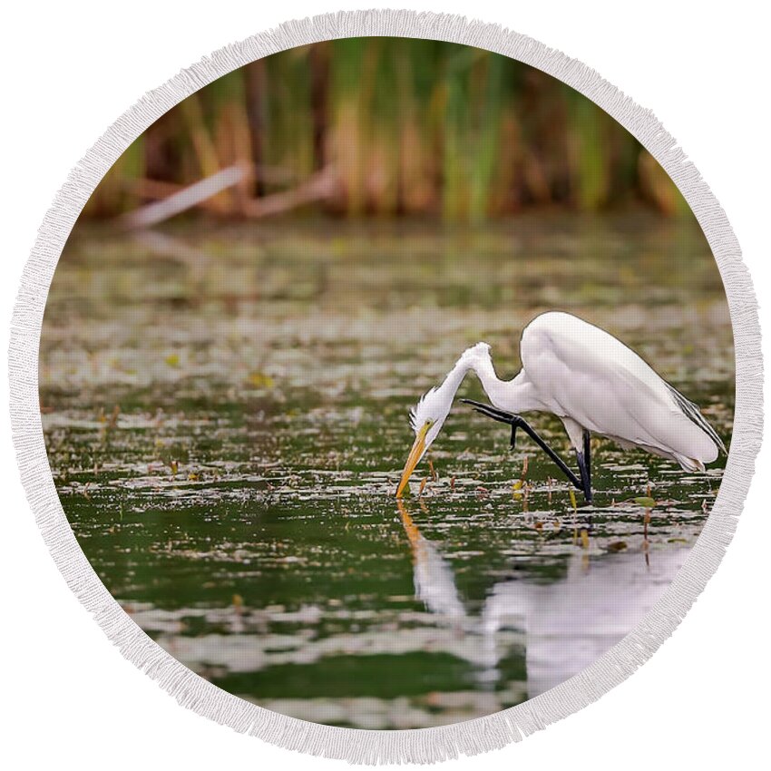 Animal Round Beach Towel featuring the photograph White, Great Egret #2 by Peter Lakomy