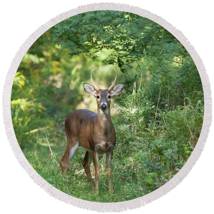 Animal Round Beach Towel featuring the photograph White-tailed Buck #2 by Erin Cadigan