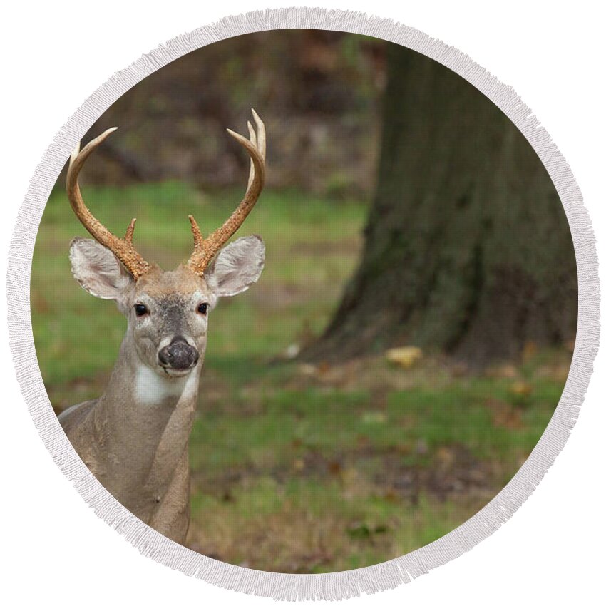 Animal Round Beach Towel featuring the photograph White-tailed Deer Buck #2 by Erin Cadigan