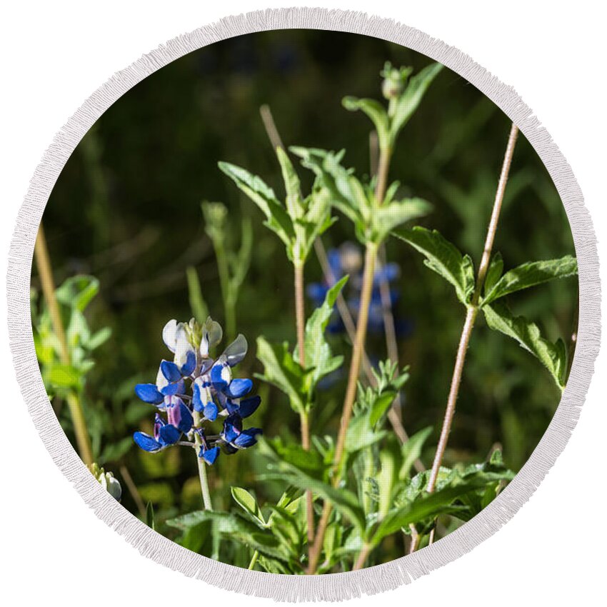Texas; Spicewood; Blooms; Blossoms; Blue Flower; Texas Bluebonnets; Outdoor; Outdoors; Wild Flowers; Spring; 2010s; 2017; March; Lupinus Texensis; Bluebonnets; Hill Country Round Beach Towel featuring the photograph 201703280-005 Early Texas Bluebonnets 2x3 by Alan Tonnesen