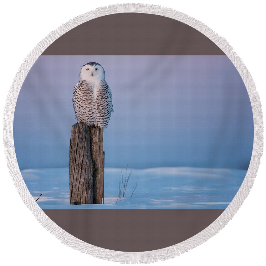 Owl Round Beach Towel featuring the photograph Owl #29 by Jackie Russo