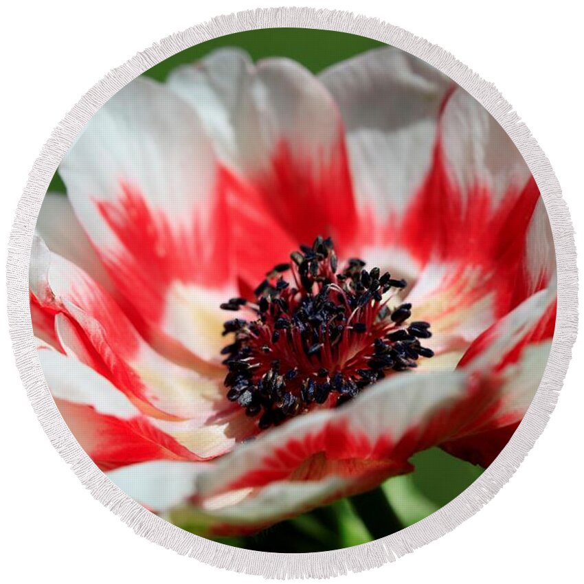 Mccombie Round Beach Towel featuring the photograph Anemone De Caen named Bicolor #4 by J McCombie