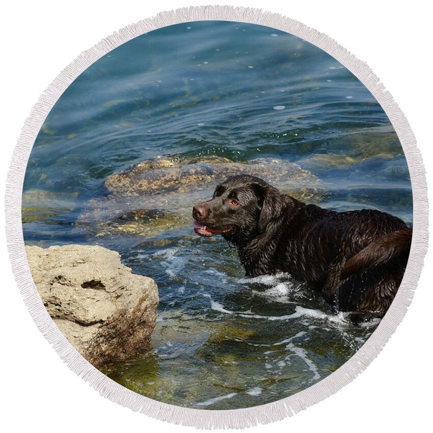 Labrador Retriever Round Beach Towel featuring the photograph Anticipation #3 by Fraida Gutovich