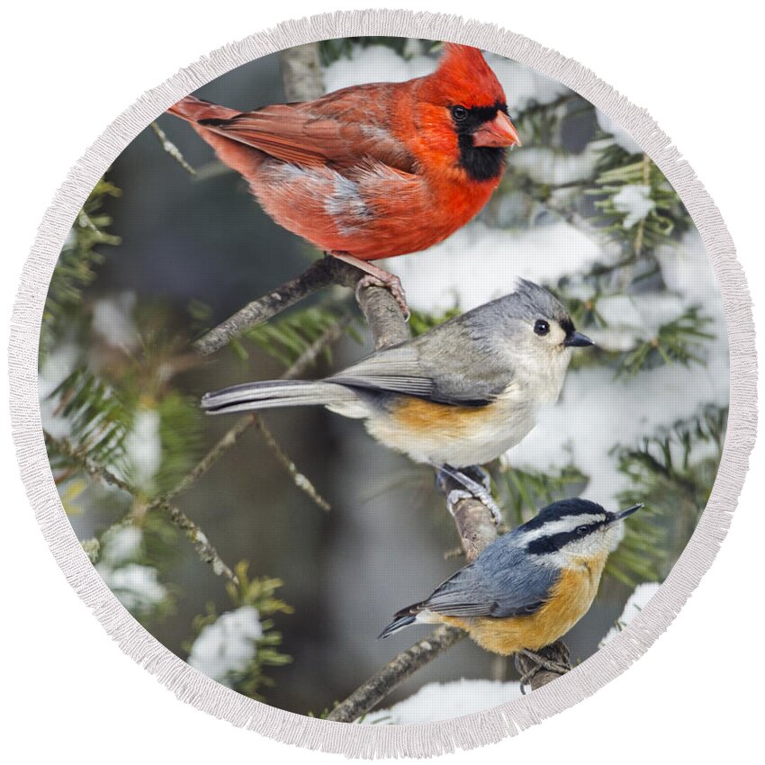 Birds On Snowy Limb Round Beach Towel featuring the photograph Birds of a Feather #3 by Peg Runyan
