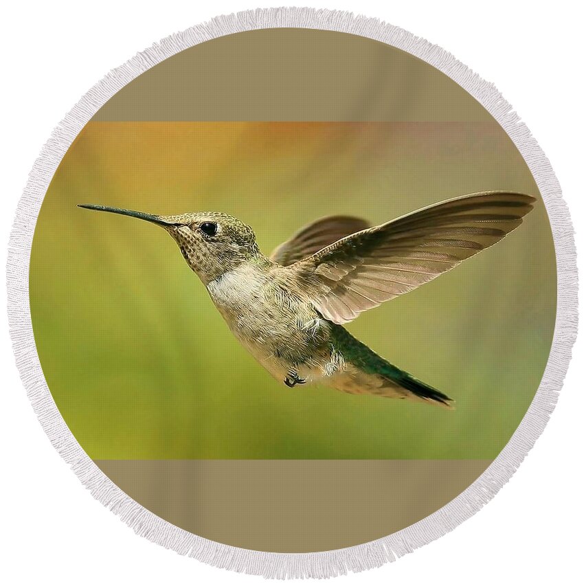 Hummingbird Round Beach Towel featuring the photograph Hummingbird #3 by Jackie Russo