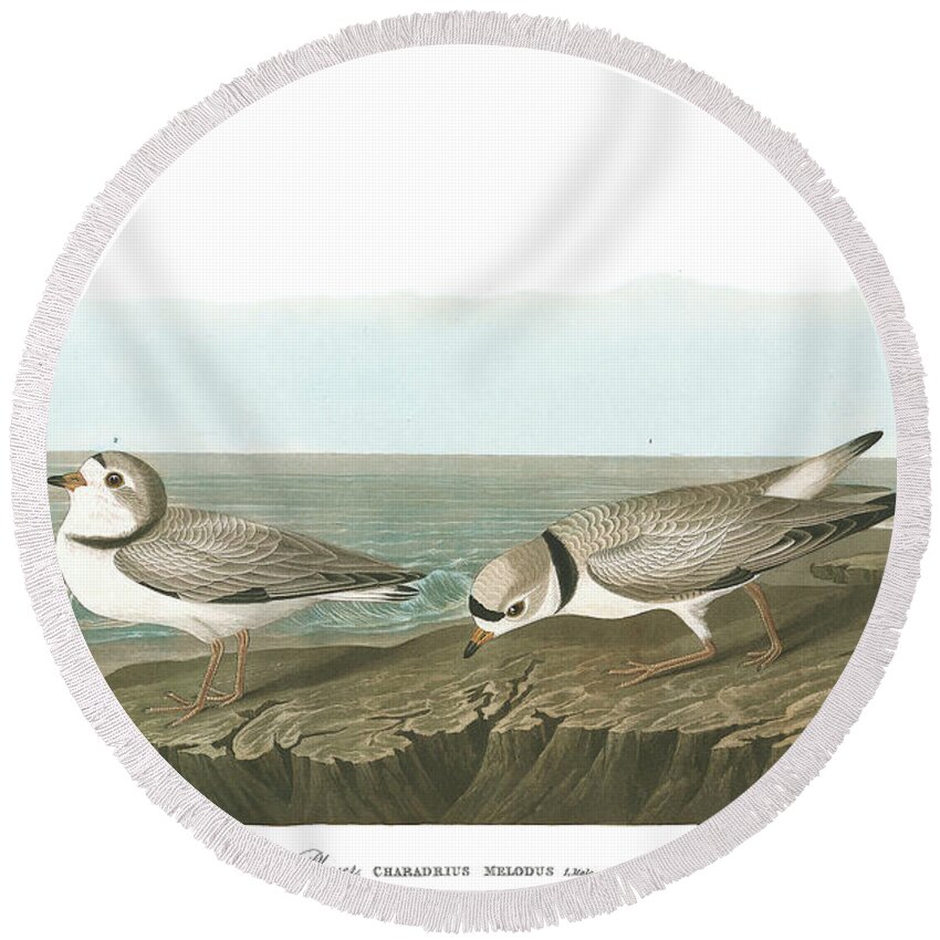 Piping Plover Round Beach Towel featuring the painting Piping Plover #3 by John James Audubon