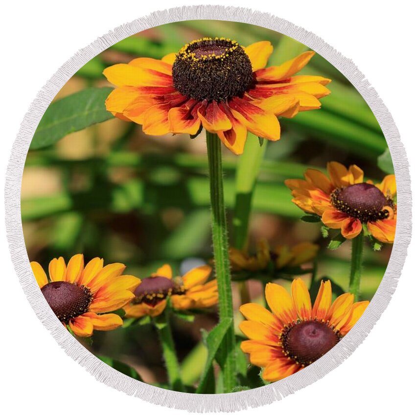 Mccombie Round Beach Towel featuring the photograph Rudbeckia named Toto Rustic #2 by J McCombie
