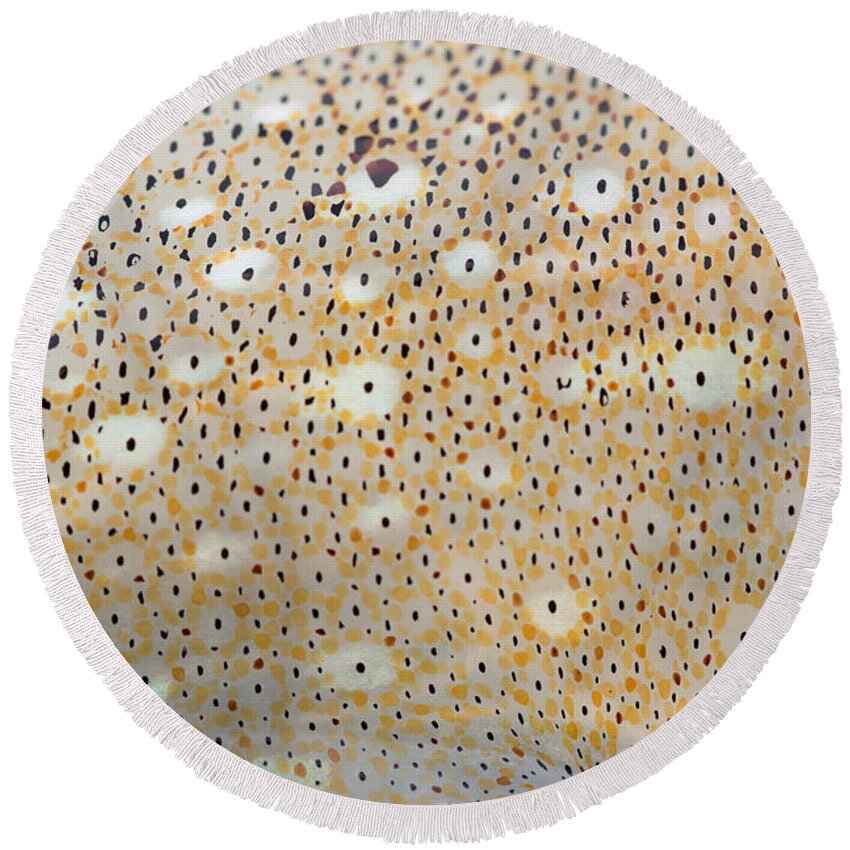 Animal Round Beach Towel featuring the photograph Squid Skin #3 by Ted Kinsman