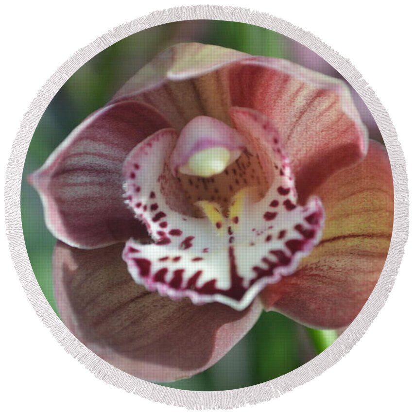 Orchid Round Beach Towel featuring the photograph The Opening #3 by Nona Kumah