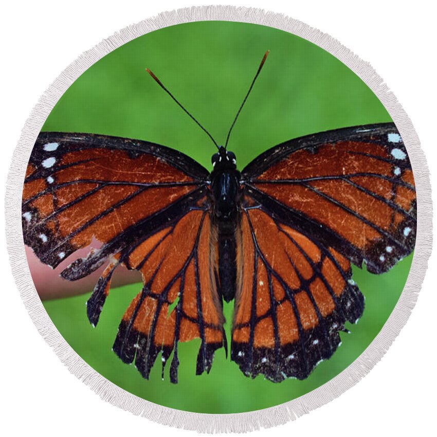 Photograph Round Beach Towel featuring the photograph Viceroy Butterfly #3 by Larah McElroy