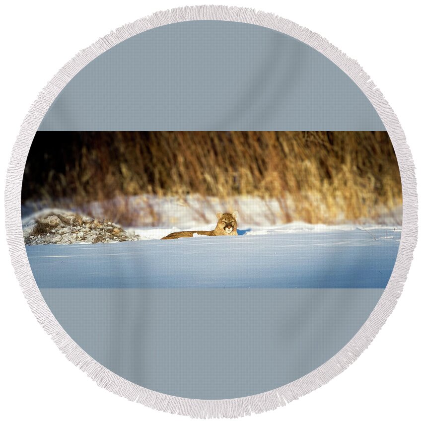 Lion Round Beach Towel featuring the photograph 3 Waters Ghost by Kevin Dietrich