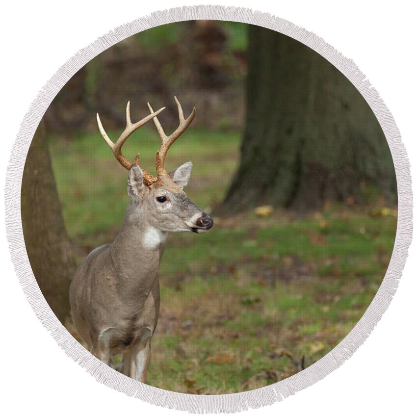 Animal Round Beach Towel featuring the photograph White-tailed Deer Buck #3 by Erin Cadigan