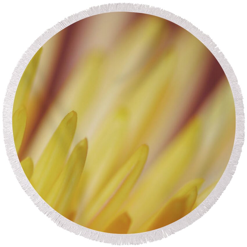 Photograph Round Beach Towel featuring the photograph Yellow Mum Petals #3 by Larah McElroy