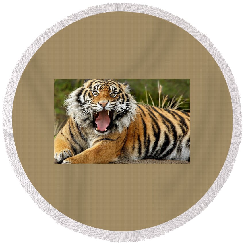 Tiger Round Beach Towel featuring the photograph Tiger #36 by Jackie Russo