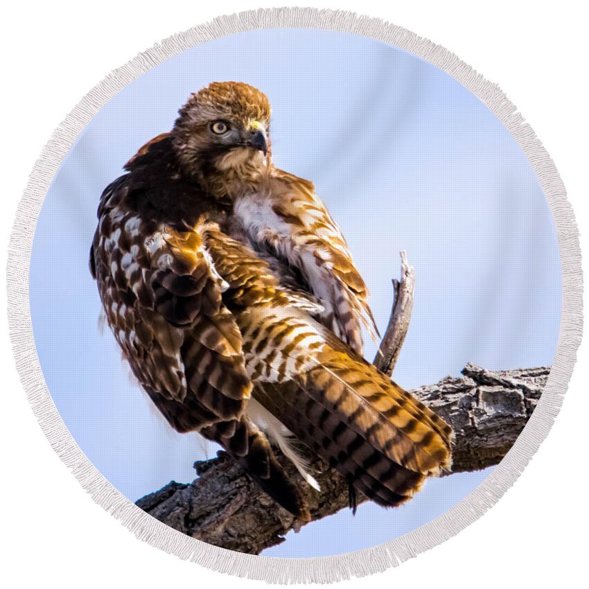 Hawk Round Beach Towel featuring the photograph 360 by Dave Taylor