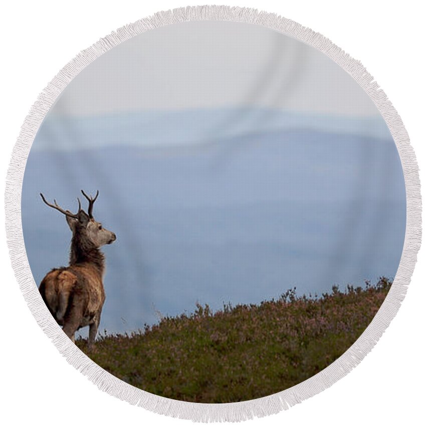 Red Deer Stag Round Beach Towel featuring the photograph Red Deer Stag #37 by Gavin MacRae