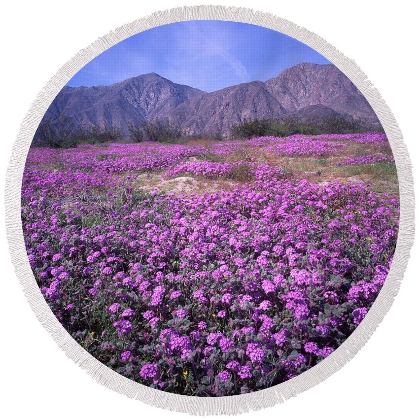 3a6905 Round Beach Towel featuring the photograph 3A6905 Spring Bloom Anza Borrego State Park by Ed Cooper Photography