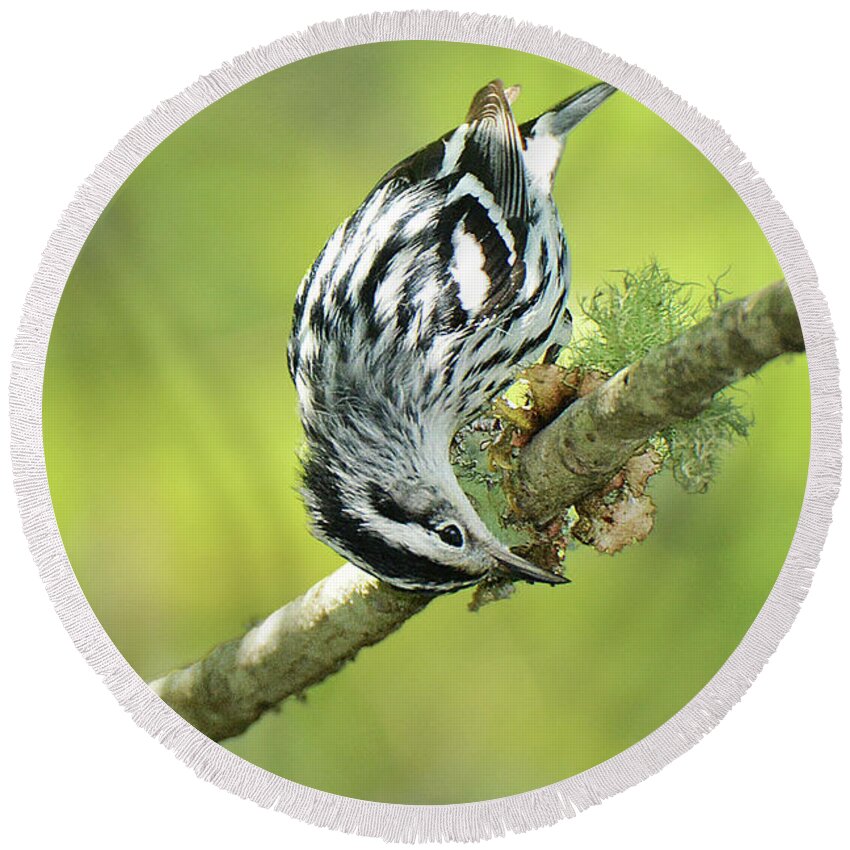 Bird Round Beach Towel featuring the photograph Black and White Warbler #4 by Alan Lenk