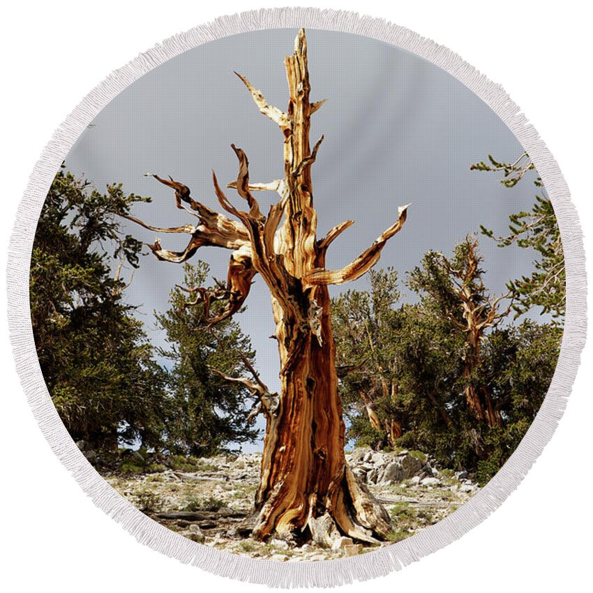 Bristlecone Pine Round Beach Towel featuring the photograph Bristlecone pine tree 1 by Duncan Selby