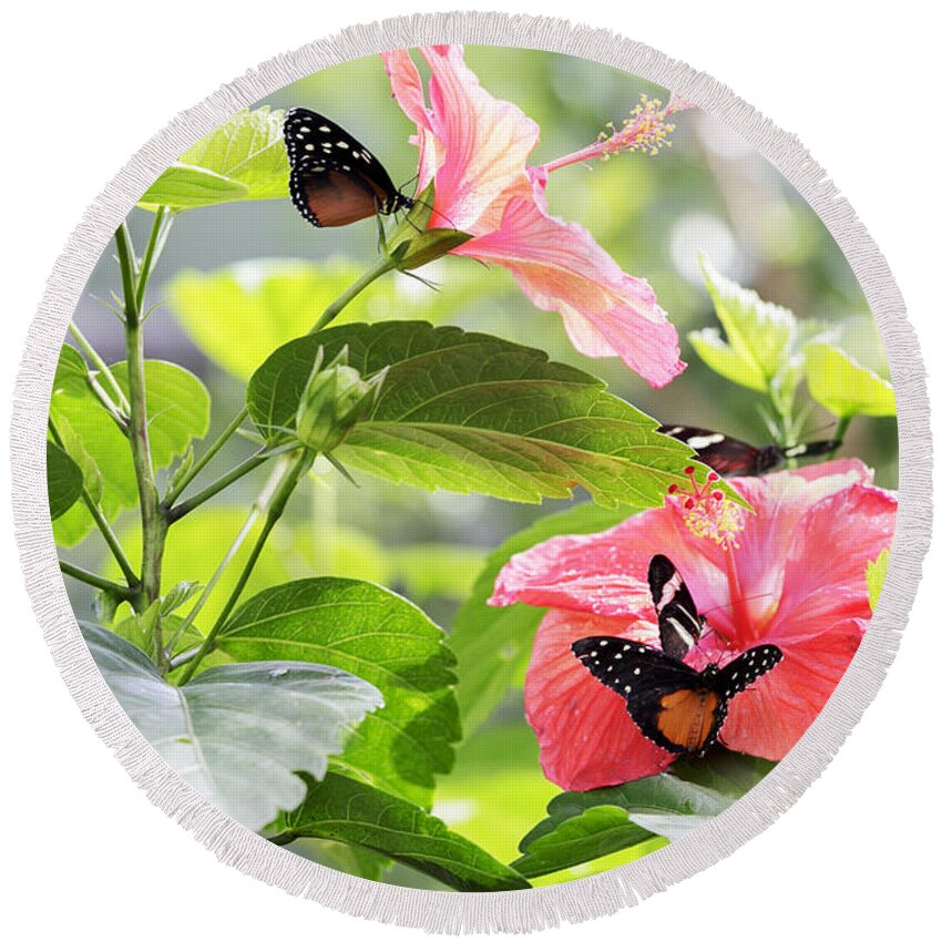 Butterfly Wonderland Round Beach Towel featuring the photograph Cream-Spotted Clearwing Butterfly by Richard J Thompson