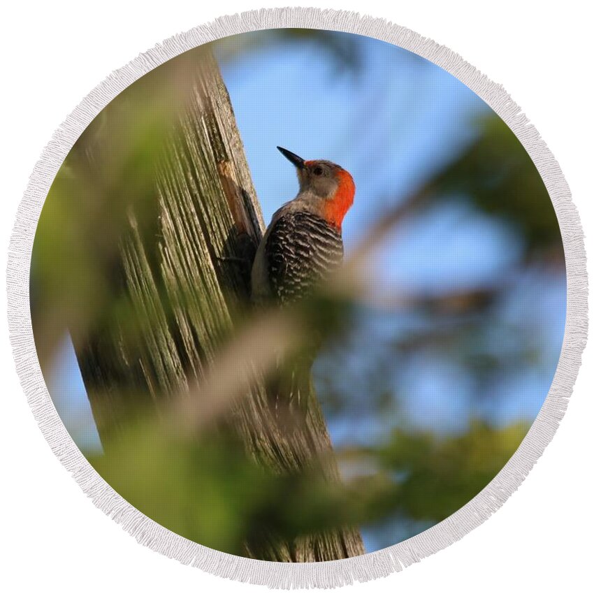 Mccombie Round Beach Towel featuring the photograph Female Red-Bellied Woodpecker #3 by J McCombie