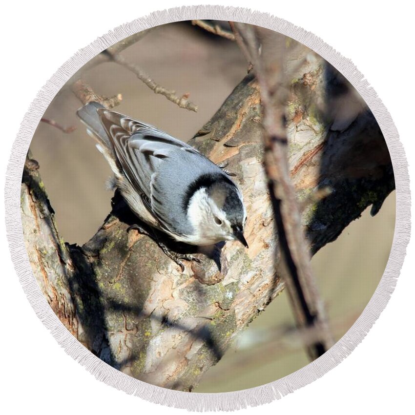 Mccombie Round Beach Towel featuring the photograph Female White-breasted Nuthatch #2 by J McCombie