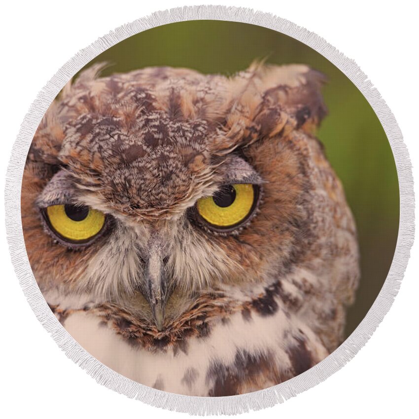 Animal Round Beach Towel featuring the photograph Great Horned Owl #4 by Brian Cross