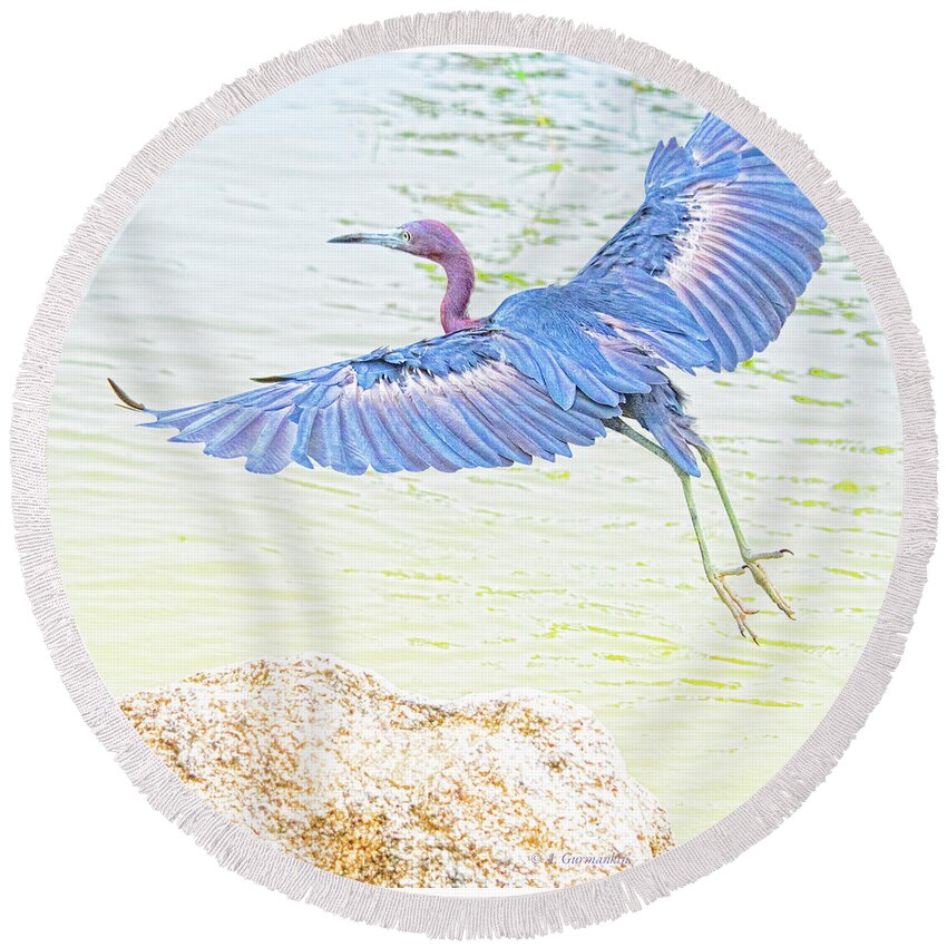 Little Blue Heron Round Beach Towel featuring the photograph Little Blue Heron in Flight #4 by A Macarthur Gurmankin