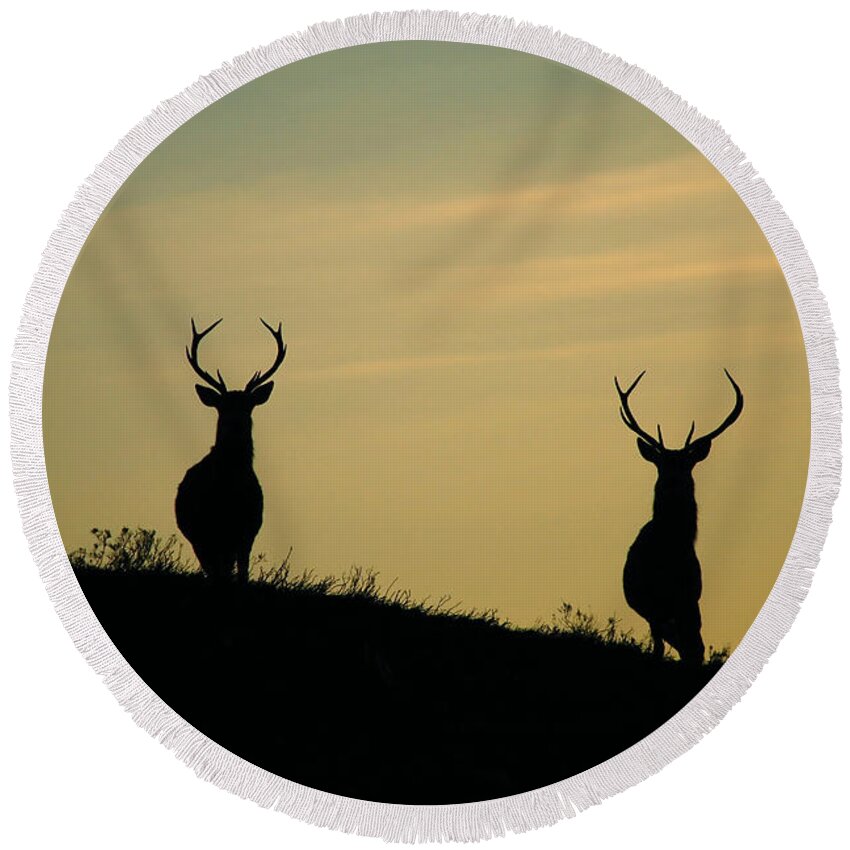 Stags Silhouette Round Beach Towel featuring the photograph Red Deer Stags #4 by Gavin Macrae