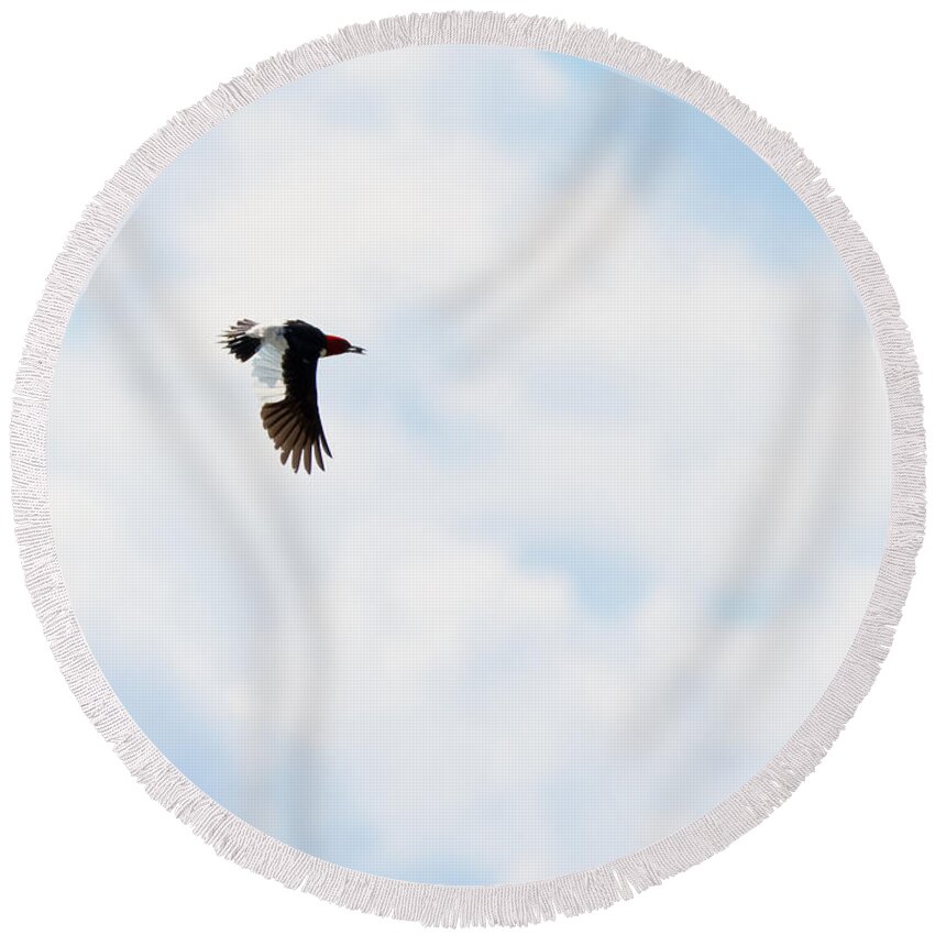 Red-headed Woodpecker Round Beach Towel featuring the photograph Red-Headed Woodpecker by Holden The Moment