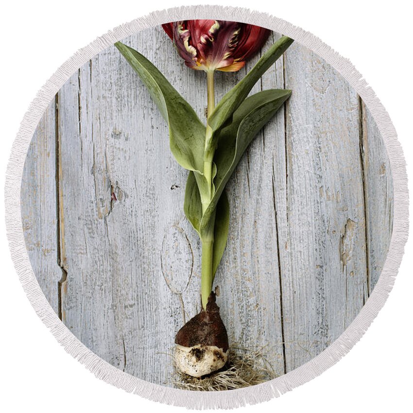 Tulip Round Beach Towel featuring the photograph Tulip #4 by Nailia Schwarz