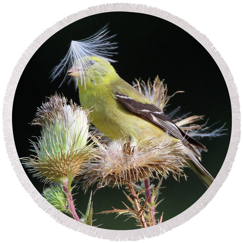 American Goldfinch Round Beach Towel featuring the photograph American Goldfinch Stony Brook New York #5 by Bob Savage