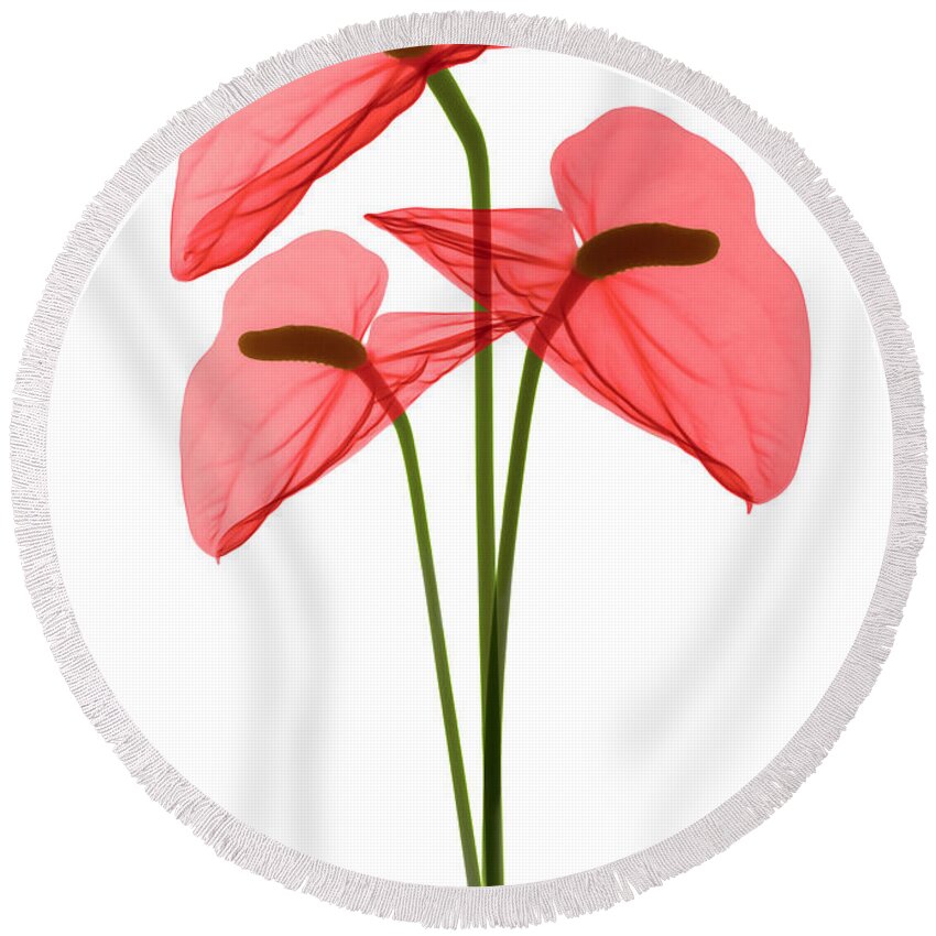 Science Round Beach Towel featuring the photograph Anthurium Flowers, X-ray #5 by Ted Kinsman