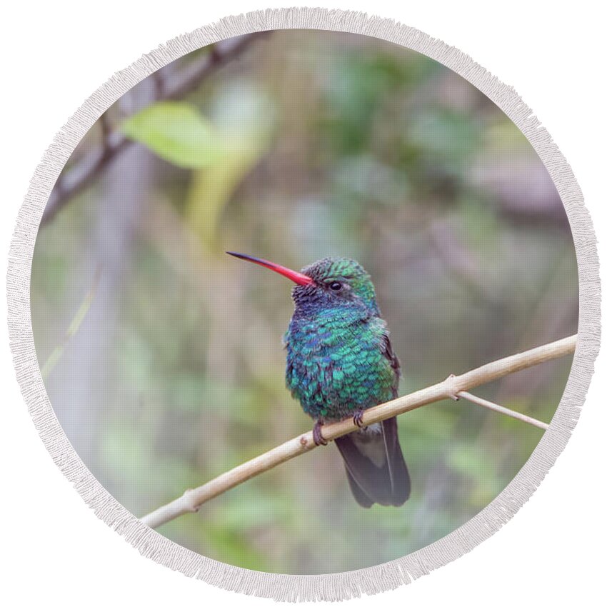 Broad-billed Round Beach Towel featuring the photograph Broad-billed Hummingbird #5 by Tam Ryan