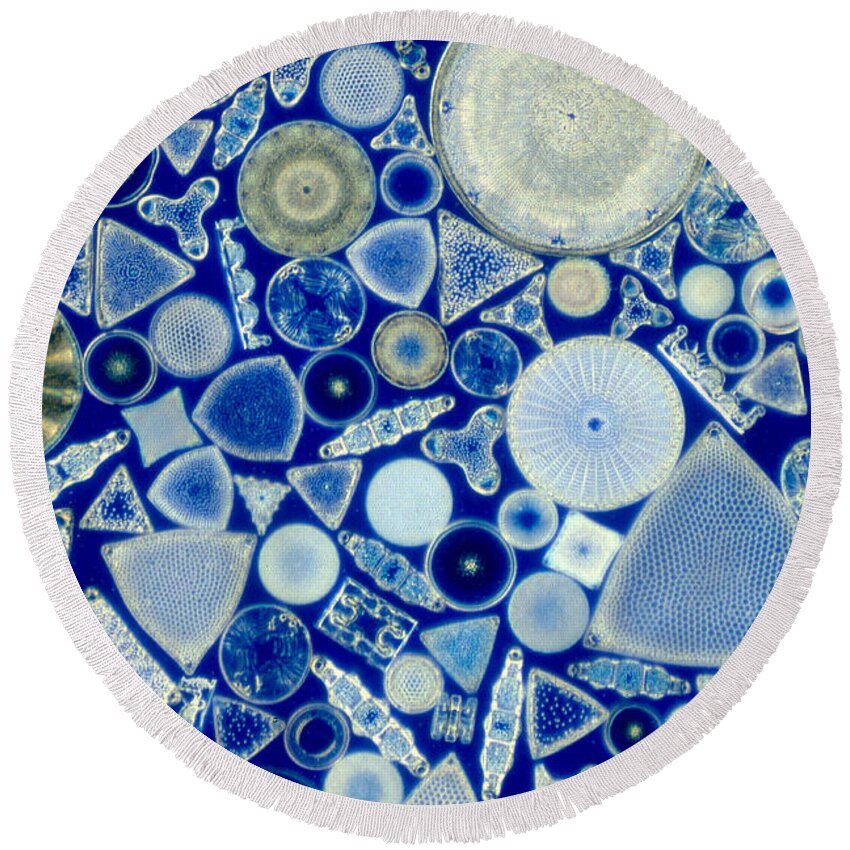 Diatom Round Beach Towel featuring the photograph Diatoms by M. I. Walker