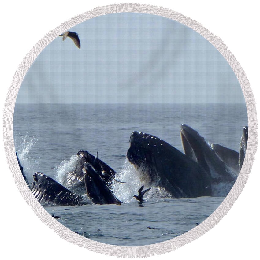 Whale Watch Round Beach Towel featuring the photograph 5 Humpbacks Lunge Feeding #1 by Amelia Racca