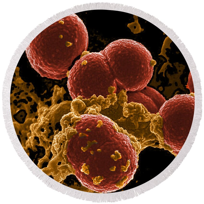 Microbiology Round Beach Towel featuring the photograph Neutrophil Ingesting Mrsa Bacteria, Sem #5 by Science Source