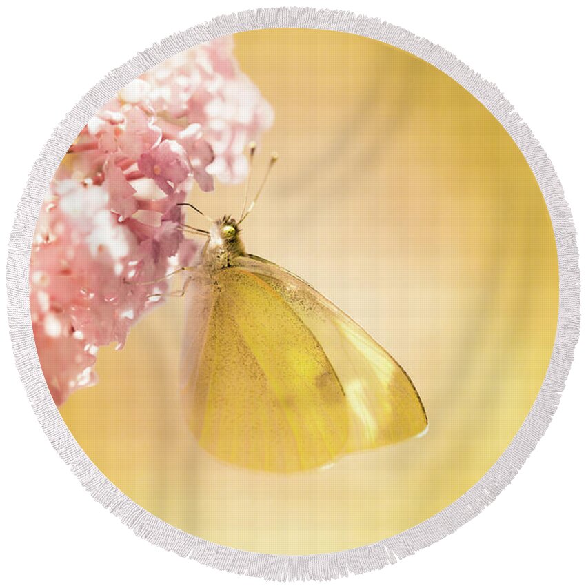 Europe Round Beach Towel featuring the photograph Pieris brassicae, the large white, also called cabbage butterfly #5 by Amanda Mohler