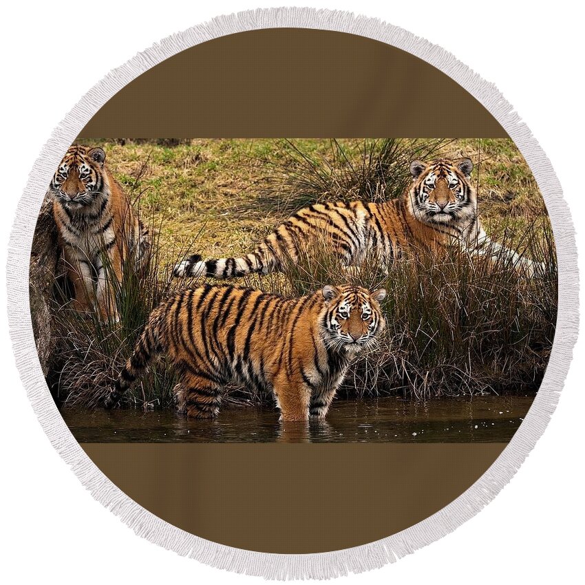 Tiger Round Beach Towel featuring the photograph Tiger #5 by Mariel Mcmeeking