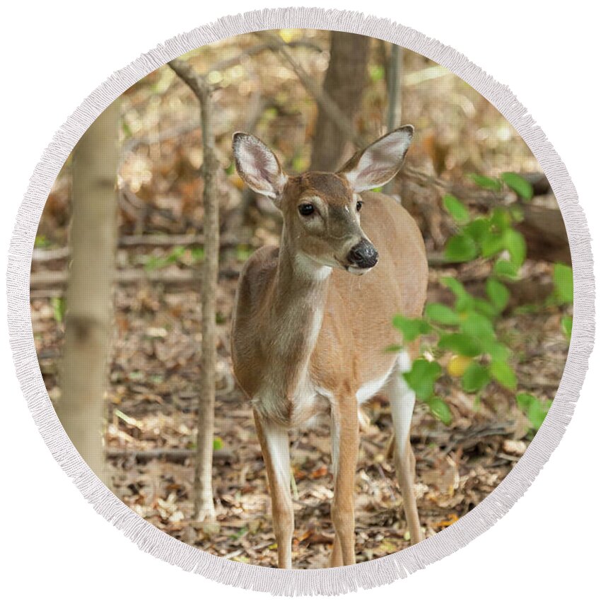 Animal Round Beach Towel featuring the photograph White-tailed Deer Doe #5 by Erin Cadigan