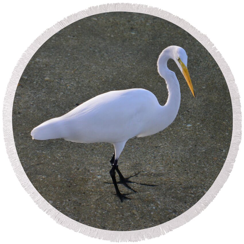 Great Egret Round Beach Towel featuring the photograph 59- Great Egret by Joseph Keane