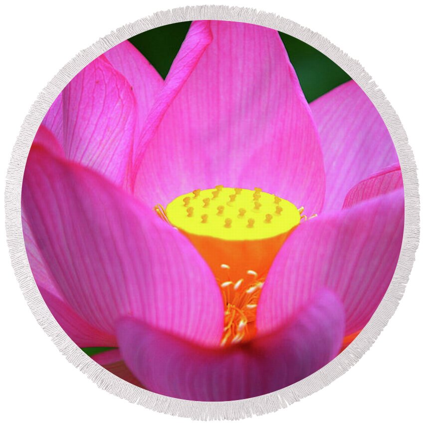 Lotus Round Beach Towel featuring the photograph Blossoming lotus flower closeup #6 by Carl Ning