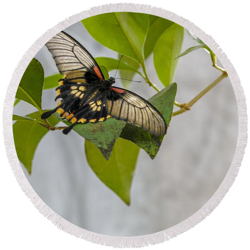 Butterfly Wonderland Round Beach Towel featuring the photograph Butterfly #1 by Richard J Thompson