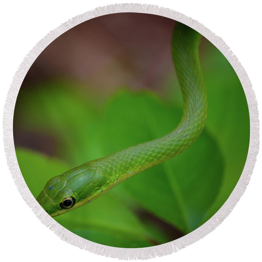 Snake Round Beach Towel featuring the photograph Green Snake #6 by Henri Irizarri