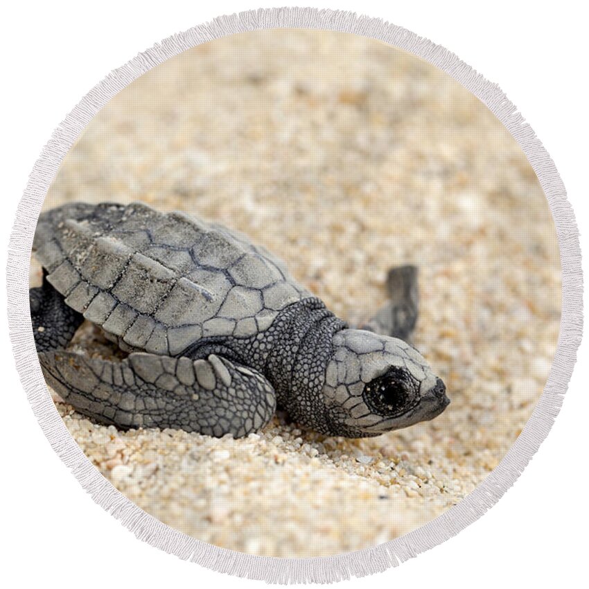 Animal Round Beach Towel featuring the photograph Olive Ridley Sea Turtle - Lepidochelys olivacea #6 by Anthony Totah