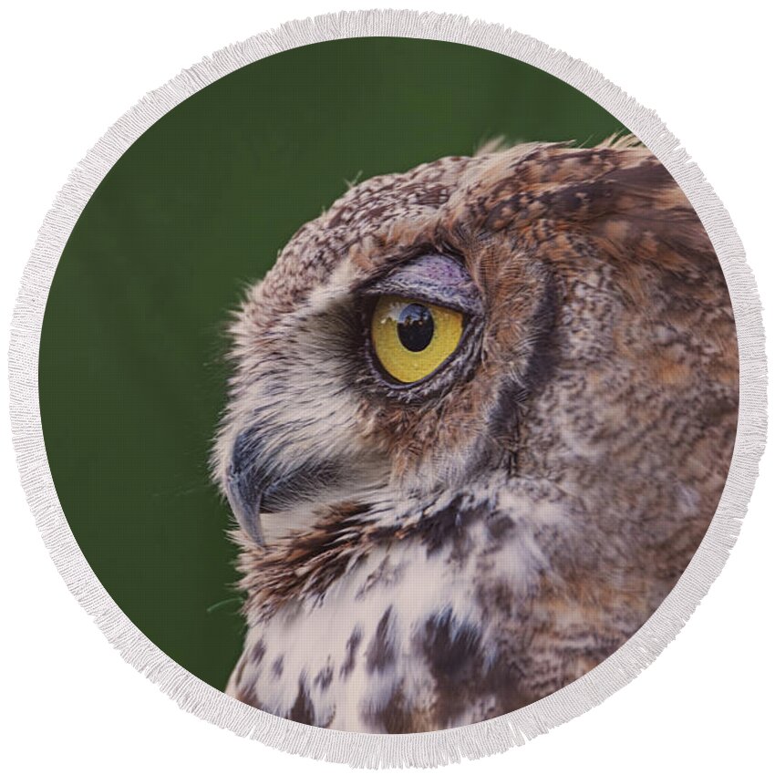 Animal Round Beach Towel featuring the photograph Great Horned Owl #7 by Brian Cross